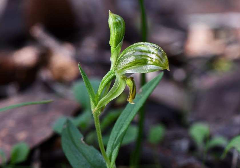 3 Bunochilus chlorogrammus - The Heath, Nangwarry