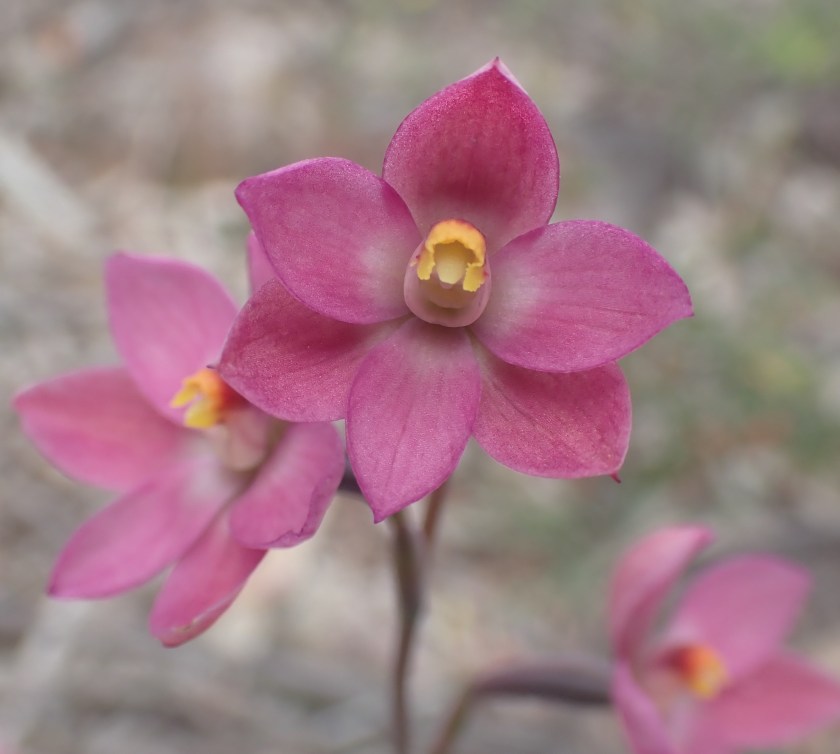 4 Thelymitra rubra - Anstey Hill, Sept 2020