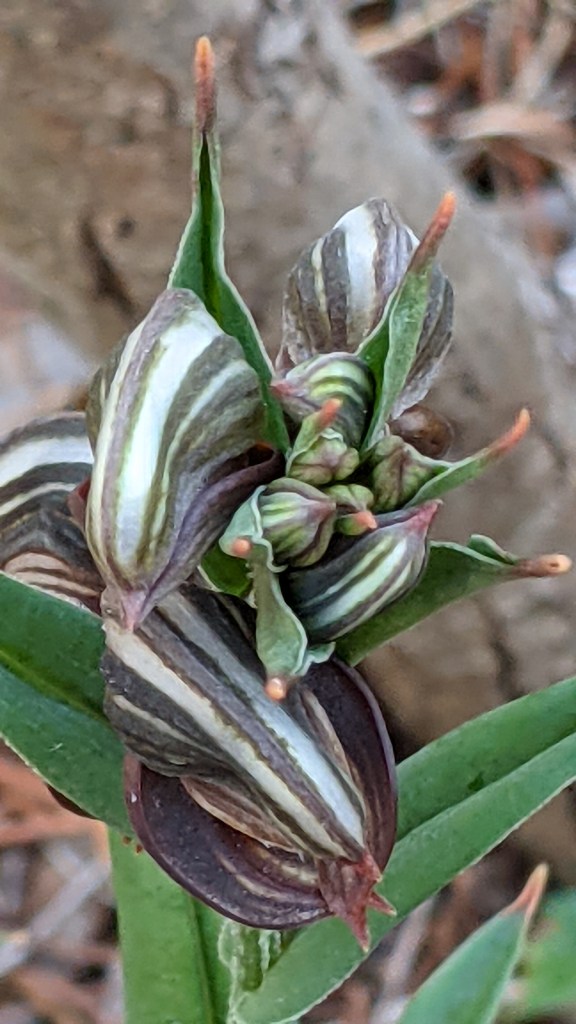 Lots of little baby birds jostling to get past their big brothers and sisters