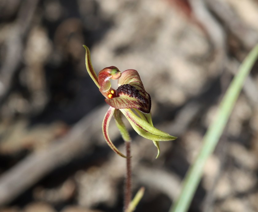 1 Arachnorcis cardiochila– Ferries McDonald - Aug 19th 2021