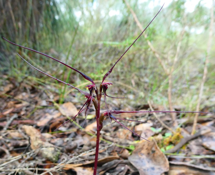 10 Nemacianthus caudatus - SE of South Australia