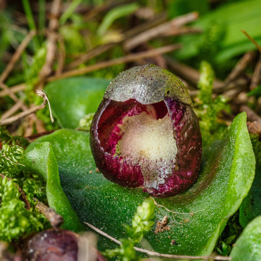 11 Corysanthes dentata - Mt Barker SA - Aug 2021