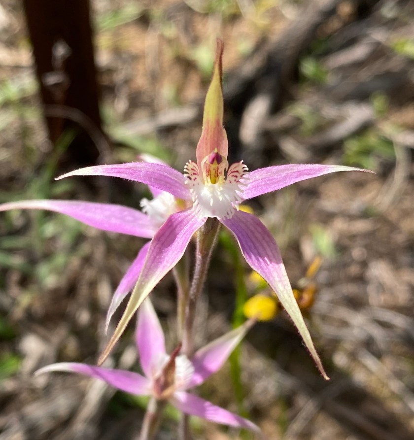 2 Caladenia brumalis x latifolia Hybrid - York Peninsula