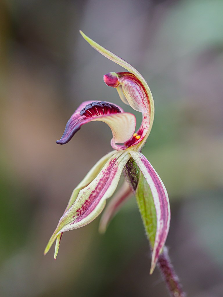 3 Arachnorcis cardiochila - Monarto CP - Aug 2021