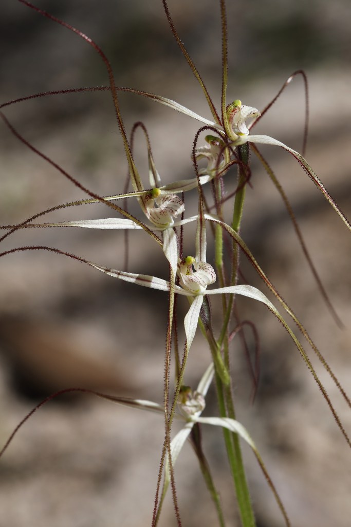 4 Jonesiopsis capillata - Ferries McDonald - Aug 19th 2021
