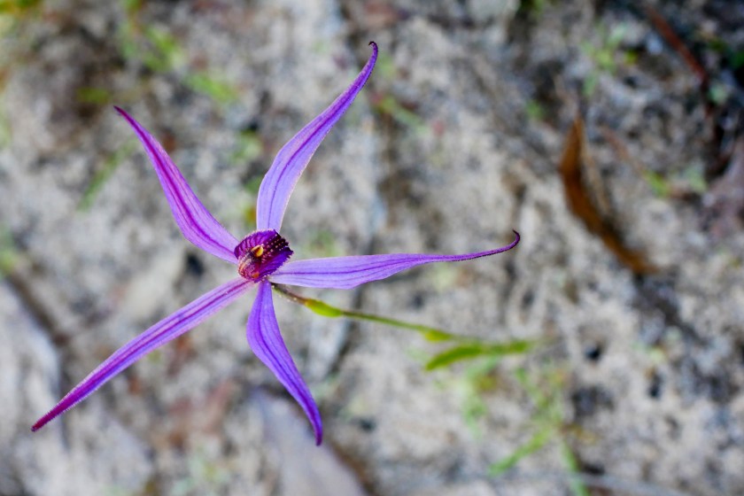 5 Pheladenia deformis X Jonesiopsis capillata Hybrid - Ferries McDonald - Aug