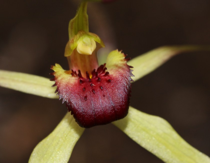 6 Arachnorcis saxatalis - Alligator Gorge - Sept 2020