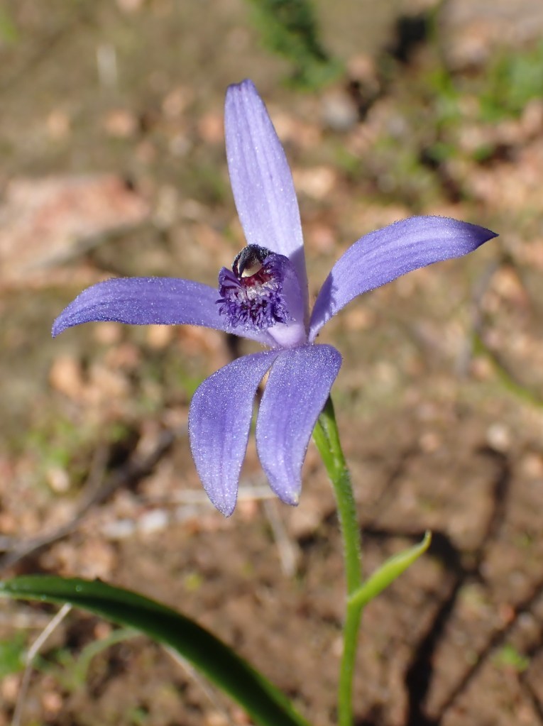 7 Pheladenia deformis - Anstey Hill - August 2021