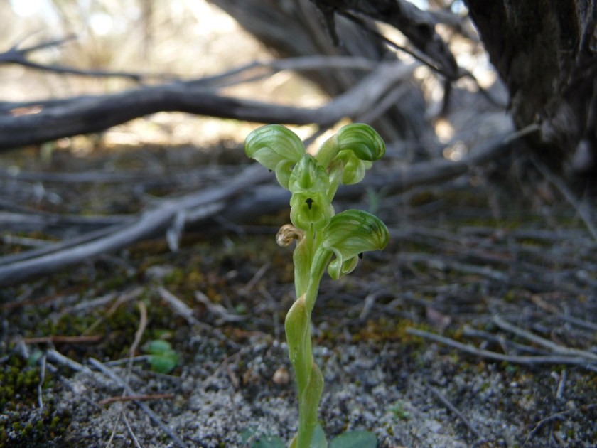 8 Pterostylis cycnocephala - Monarto Cons. Park - August 2021