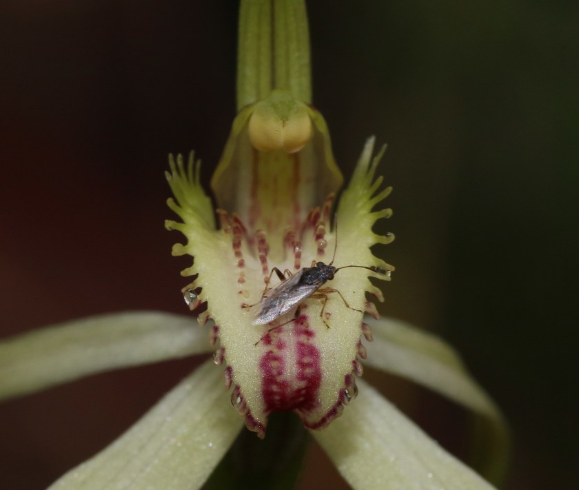 9 Arachnorcis saxatalis - Alligator Gorge - Sept 2020