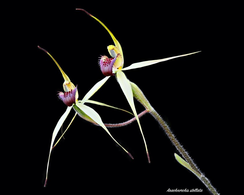 1 Arachnorcis stellata double-header