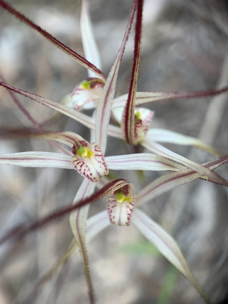 2 Jonesiopsis capillata