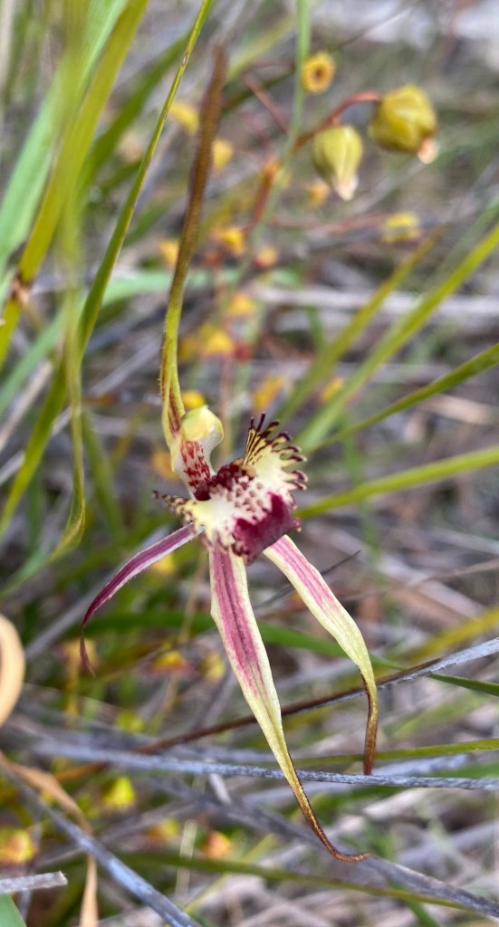 3 Arachnorchis conferta hybrid
