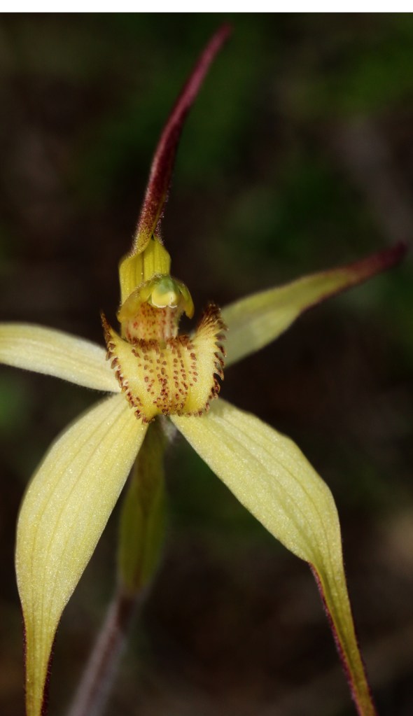 4 Arachnorchis zephyra