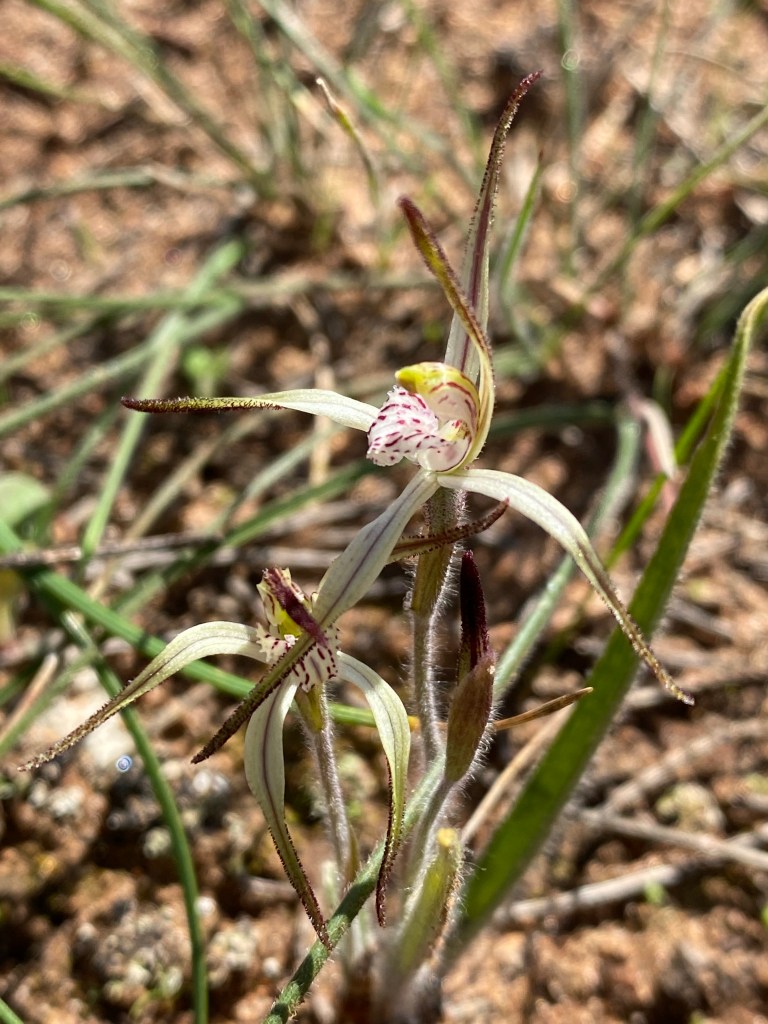 5 Caladenia jonesiopsis bicalliata