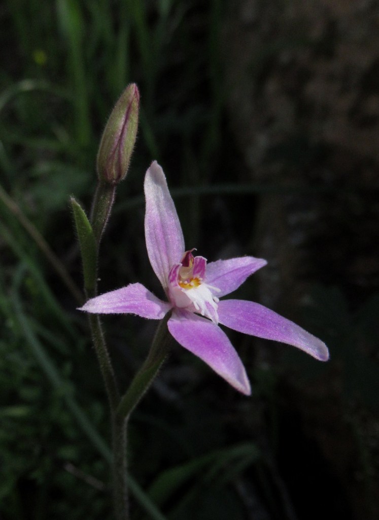 6 Caladenia latifolia