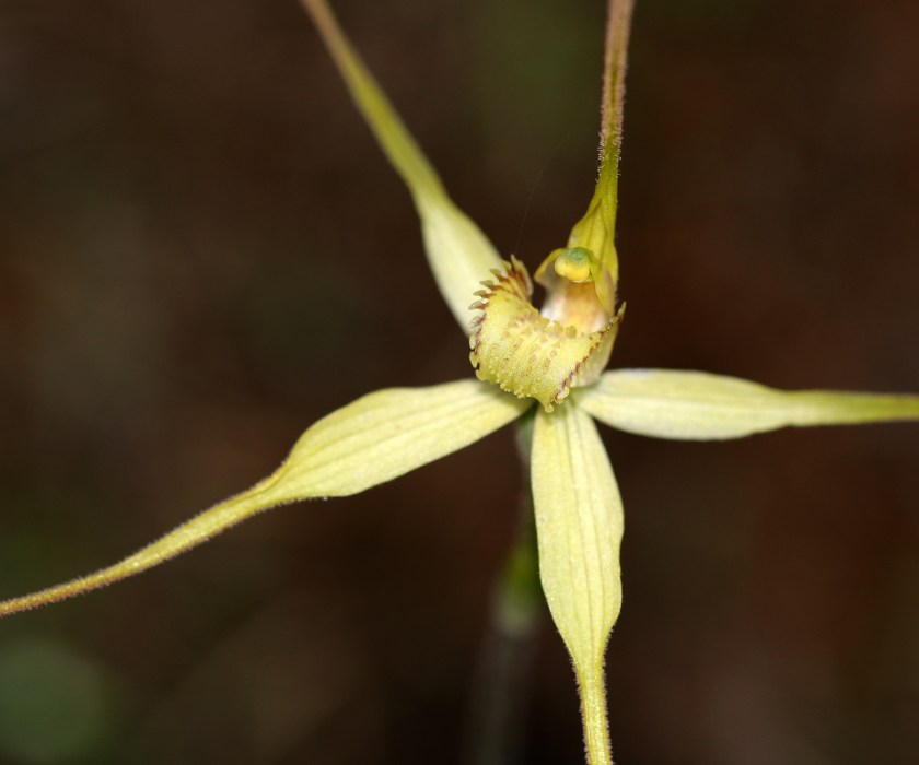 7 Arachnorchis zephyra