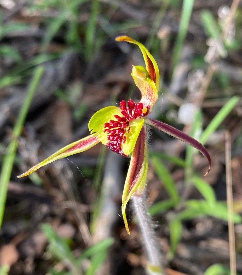 8 Caladenia conferta
