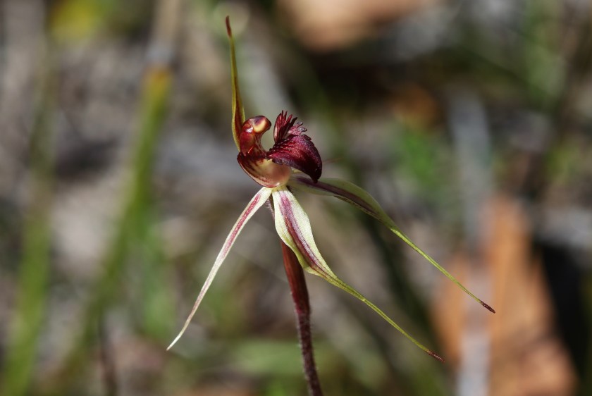 9 Arachnorchis reticulata