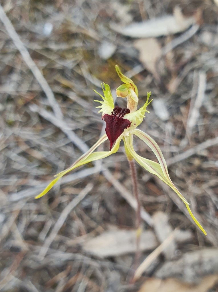 "Bend and stretch, Reach for the ..." Or is it "sitting on my laurels”