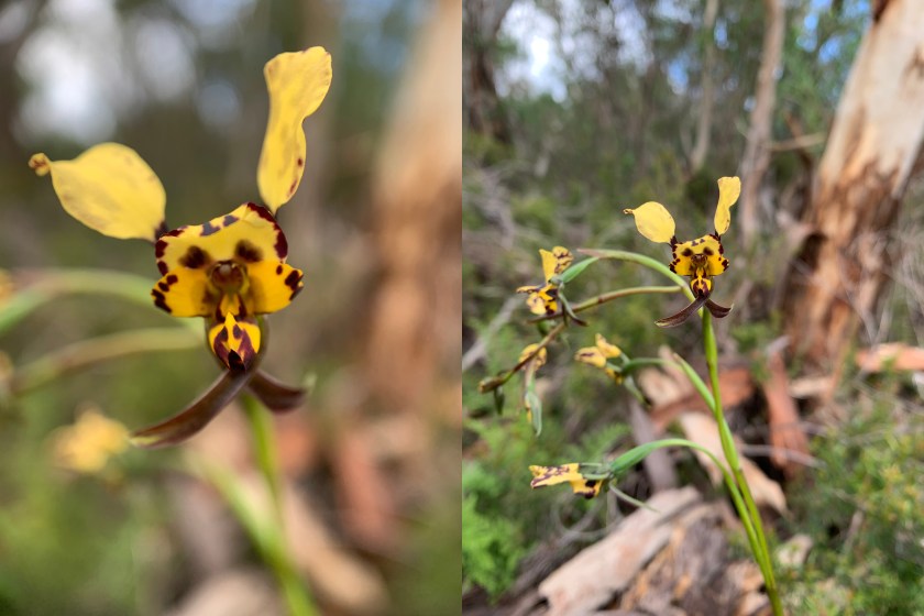 ...OK! Who brought their puppy on this walk?