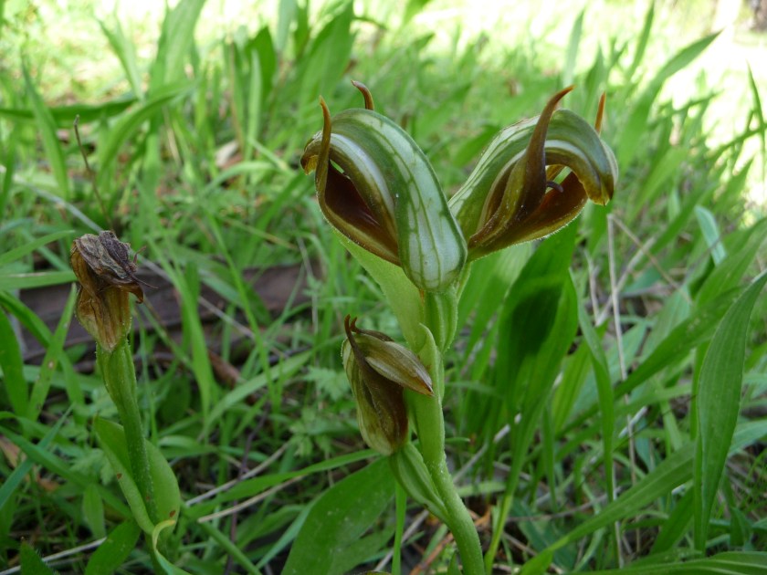 1 Pterostylis cucullata triple-header