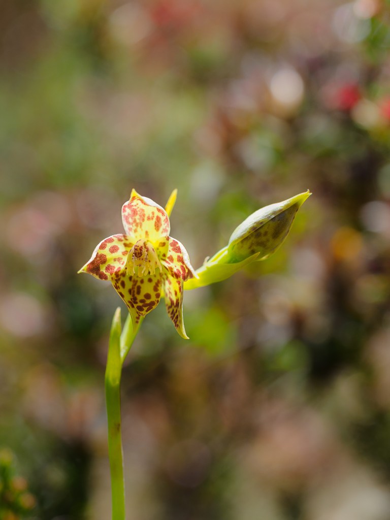 10 Thelymitra benthamiana