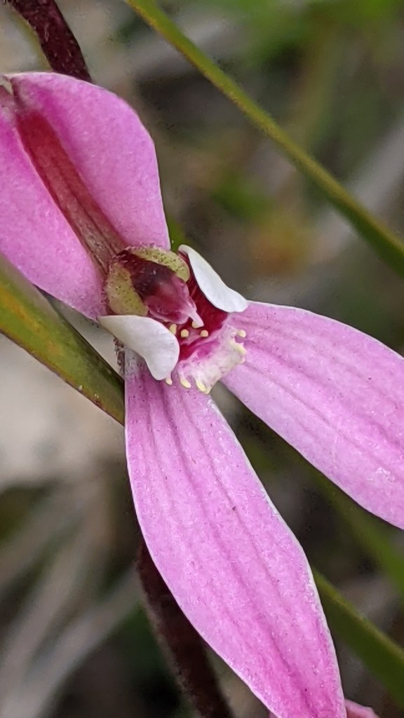 11 Caladenia carnea - missing 2 petals