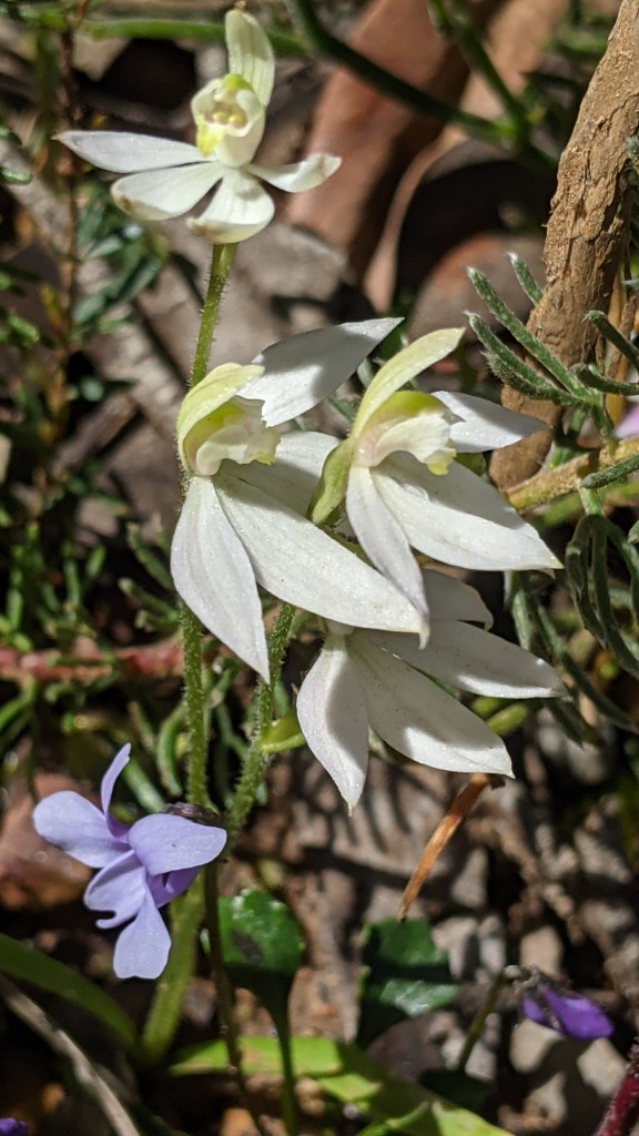 13 Caladenia carnea - very white