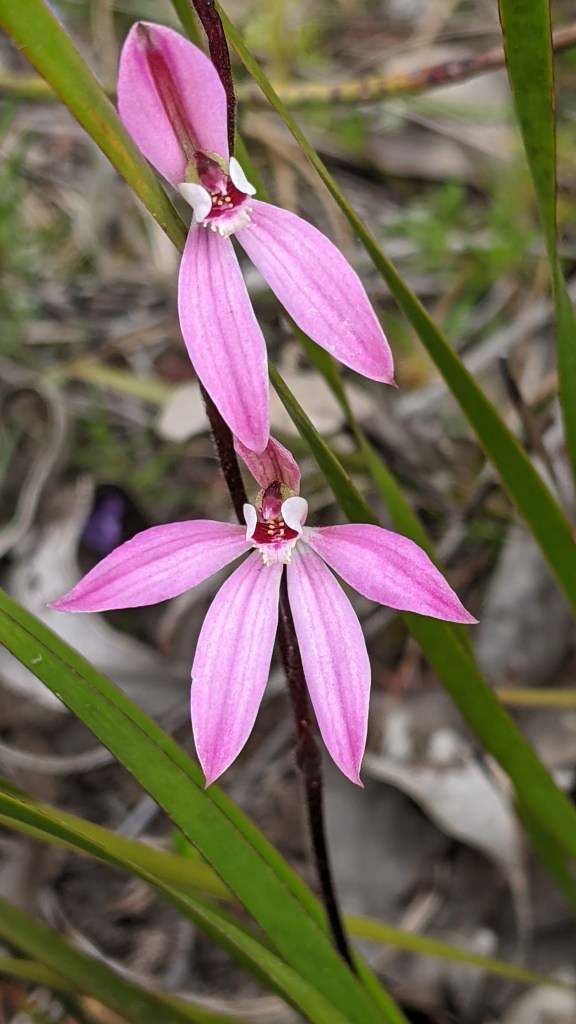 16 Caladenia carnea