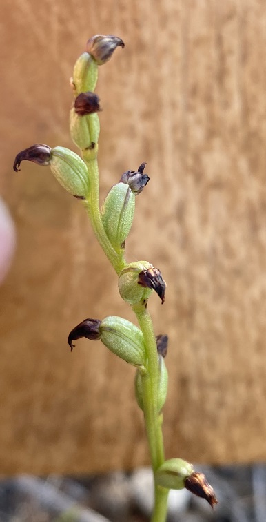 17 Pterostylis goldsackii
