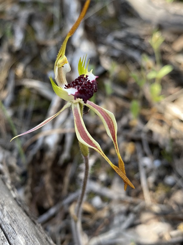 18 Caladenia macroclavia