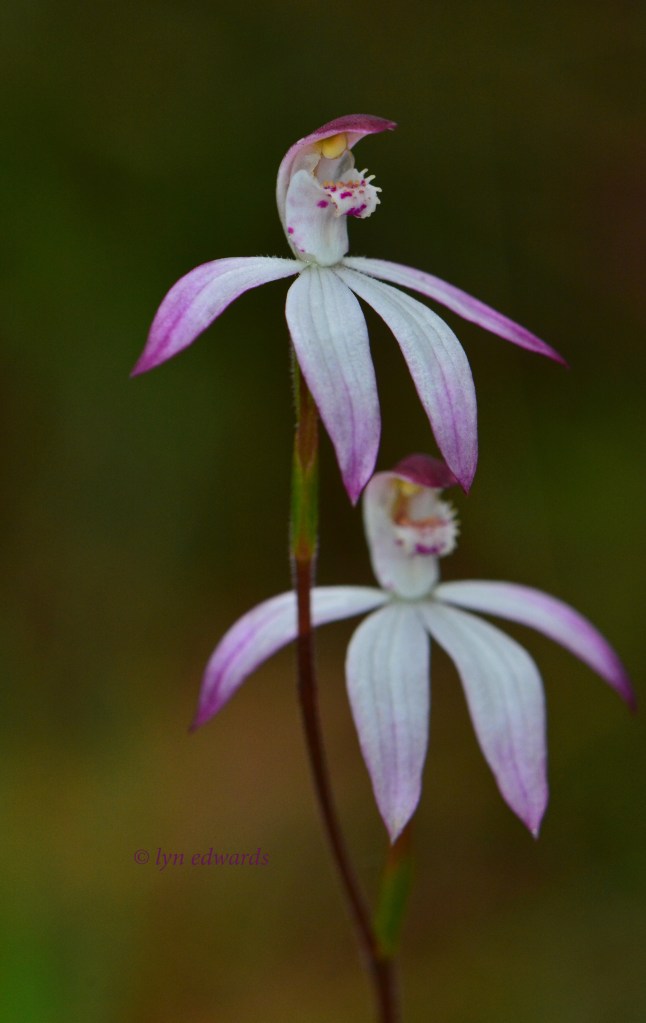 19 Caladenia sp