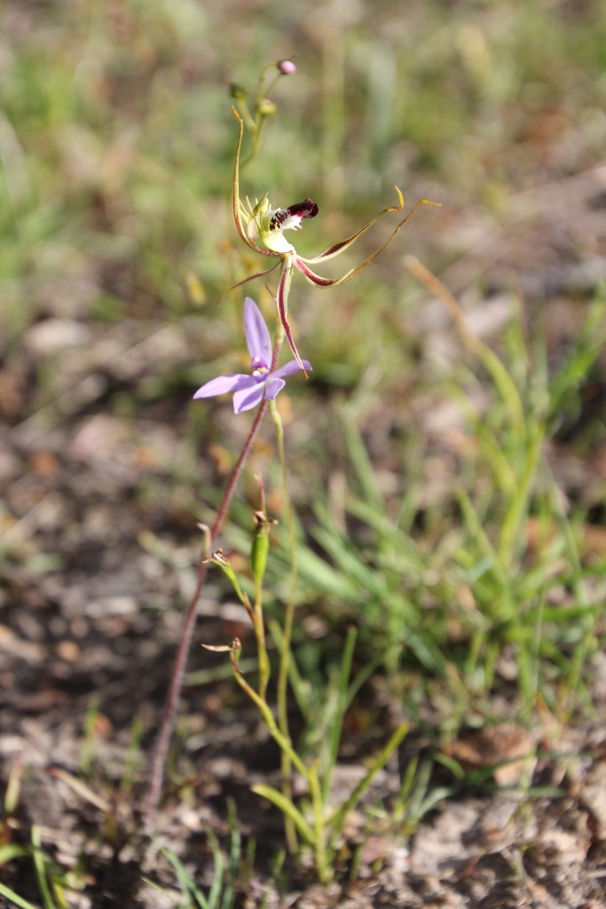 2 Arachnorchis tentaculata