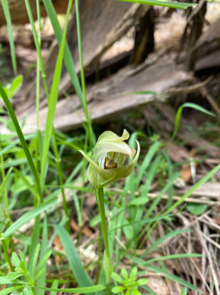3 Pterostylis curta