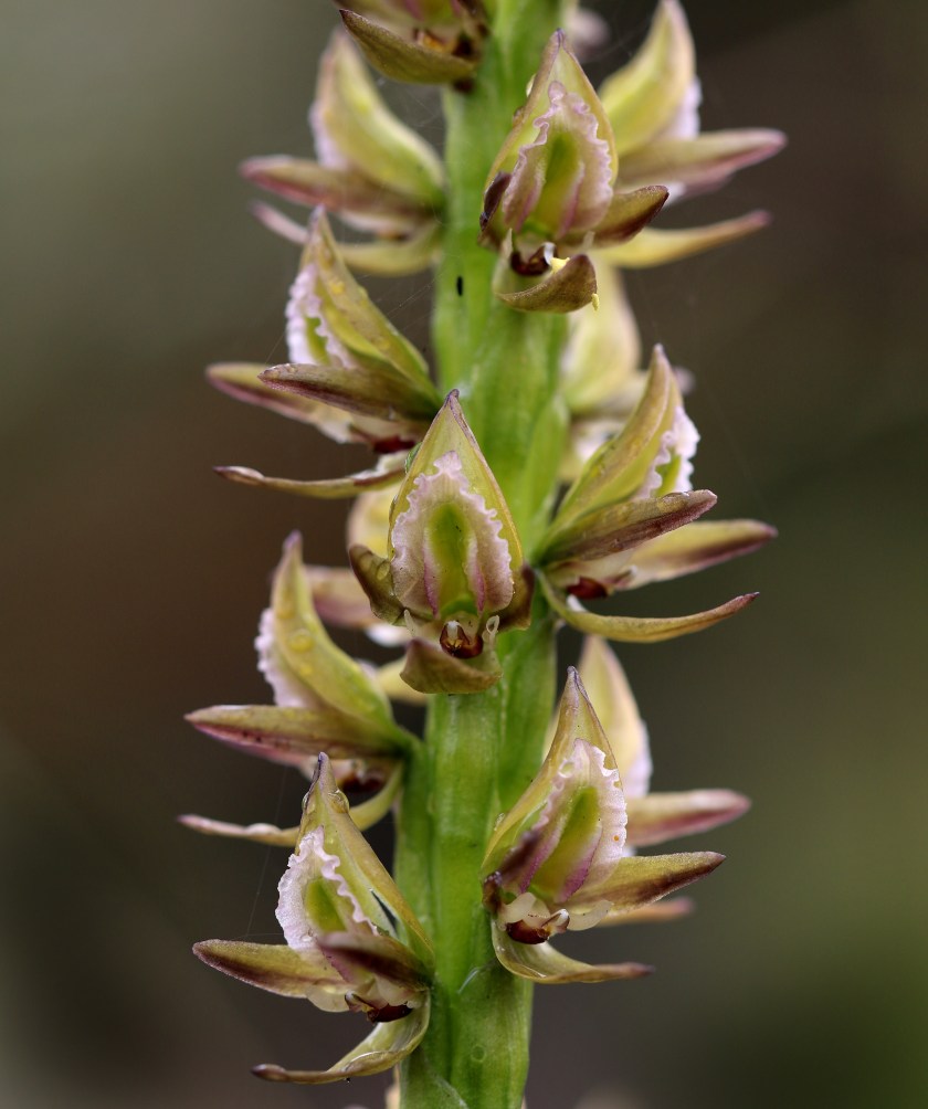 4 Prasophyllum elatum