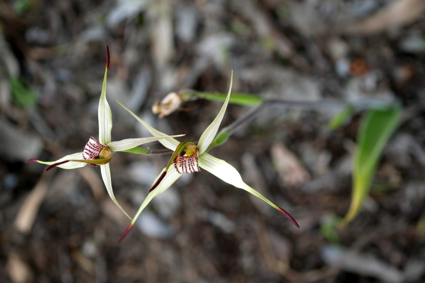 5 Caladenia richardsiorum