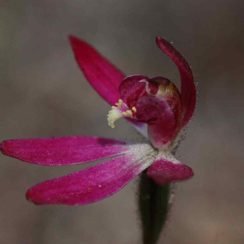 6 Caladenia sp