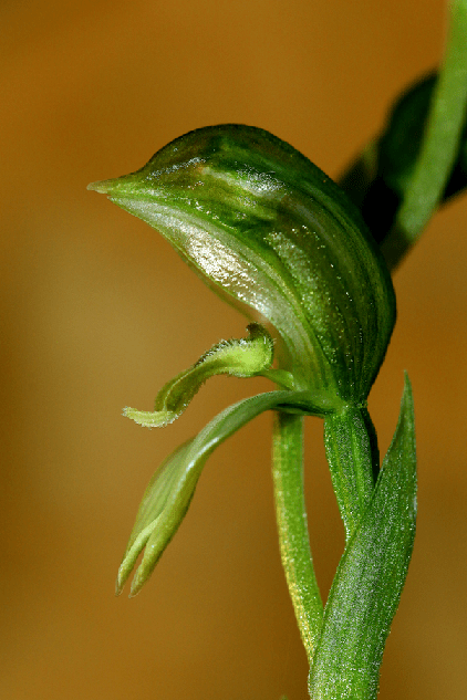 7 Bunochilus viriosus