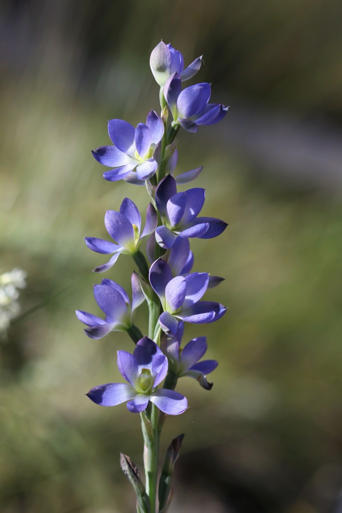 8 Thelymitra grandiflora