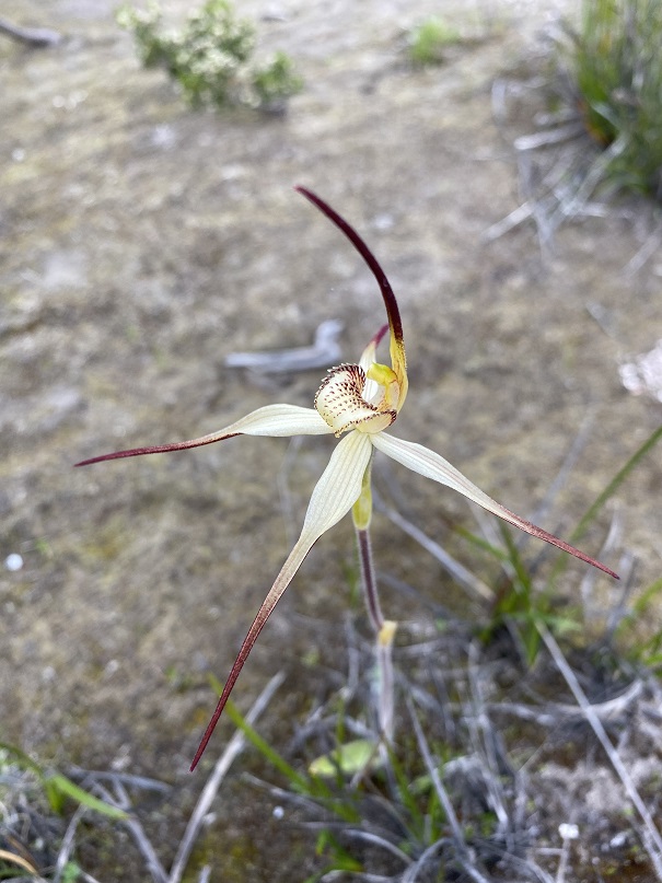 9 Caladenia fuliginosa