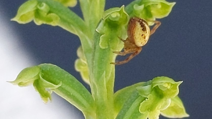Eency, weency spider, climbing ...uh oh, I thought this was a teapot