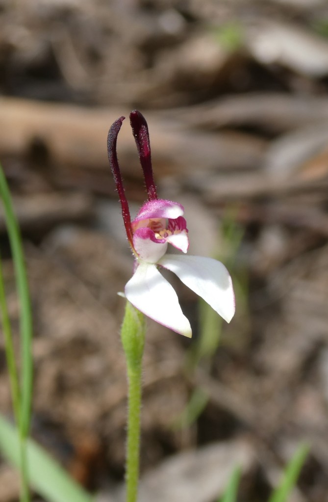 1 Leptoceras menziesii