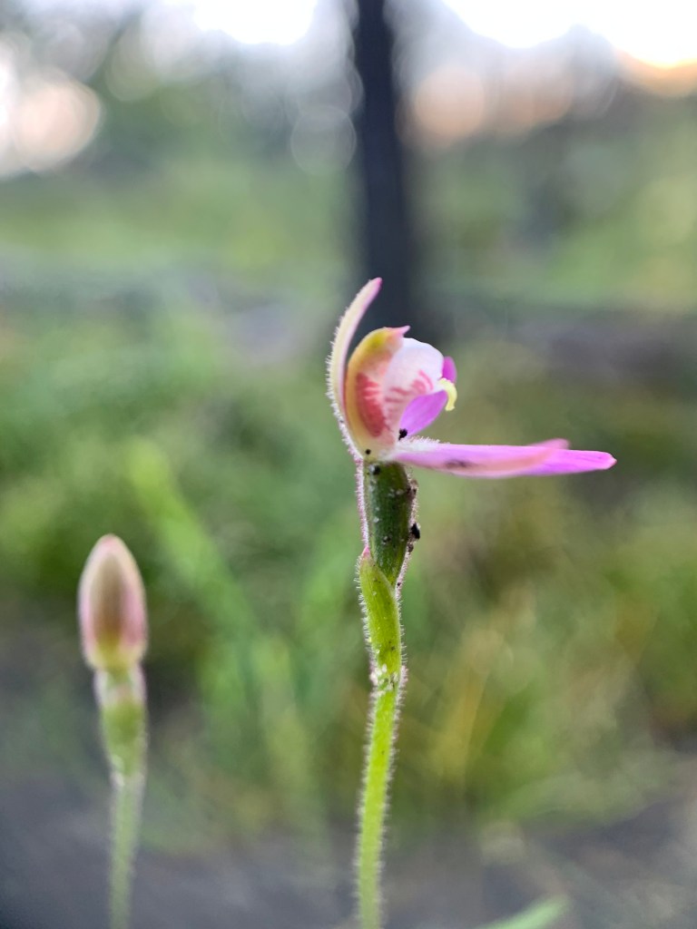 B ".... Ladies and Gentlemen, please welcome our next contestant to the high dive.."