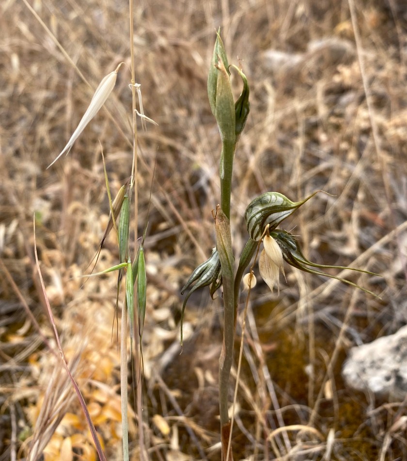 C "I'm not an orchid, I'm a wild oat despite what you think."