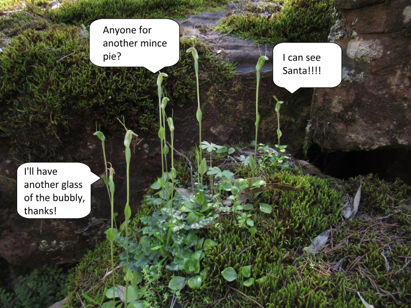 D Festive Pterostylis