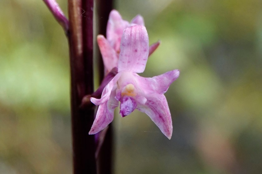 3 Dipodium roseum