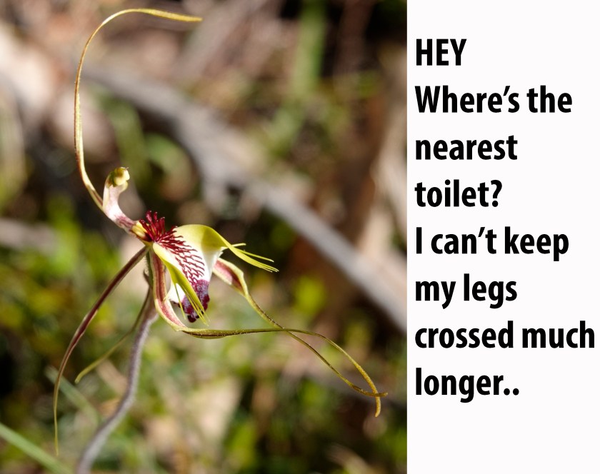 B "HEY Where's the nearest toilet? I can't keep my legs crossed much longer."