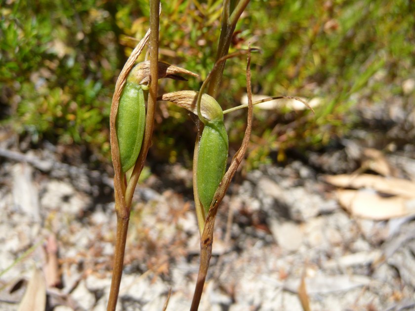 C "Oh dear. I think I over-ate over Christmas."