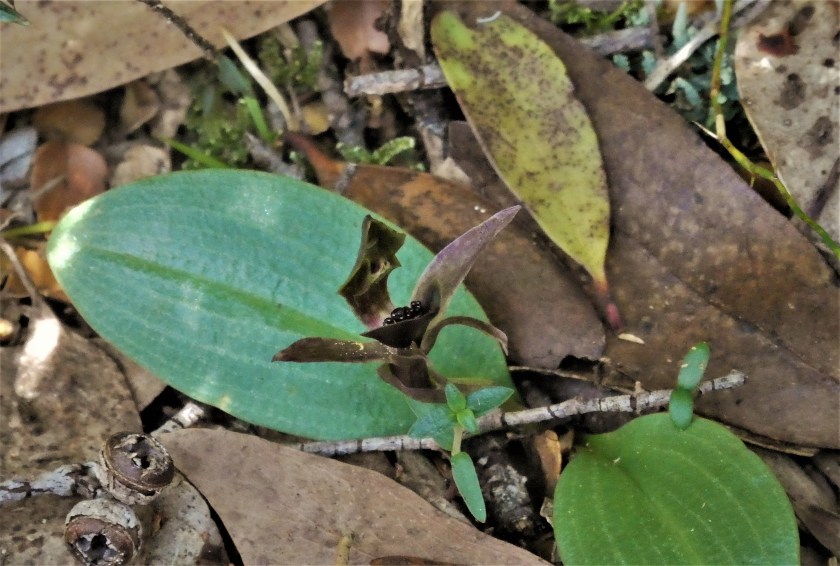 1. Chiloglottis sp.